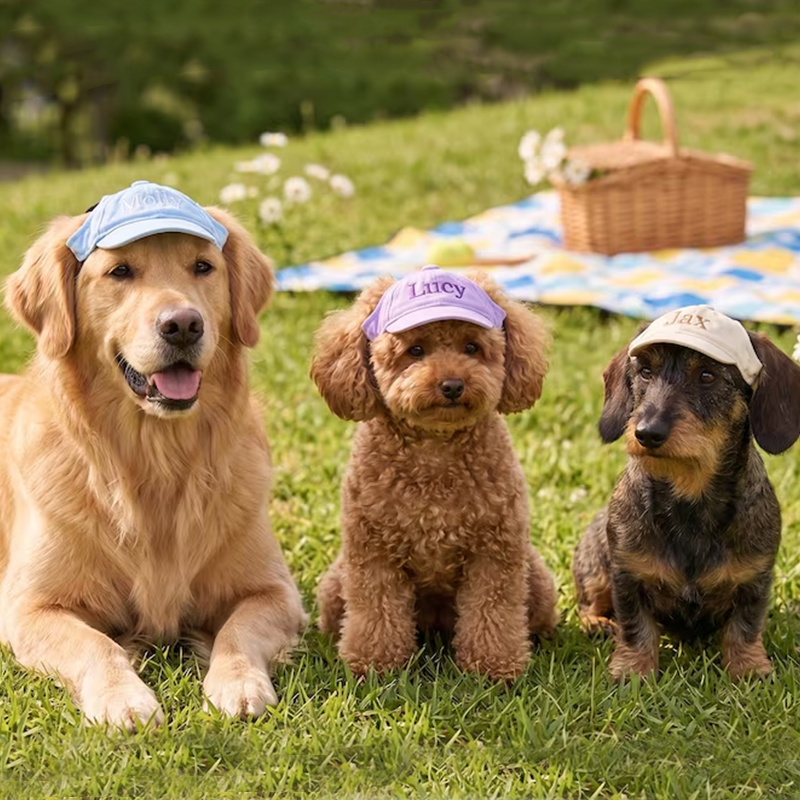 Custom Dog Hat with Embroidered Name,Pet Baseball Cap with Ear Holes,Sun Protection Dog Visor,Pet Accessories for Dogs